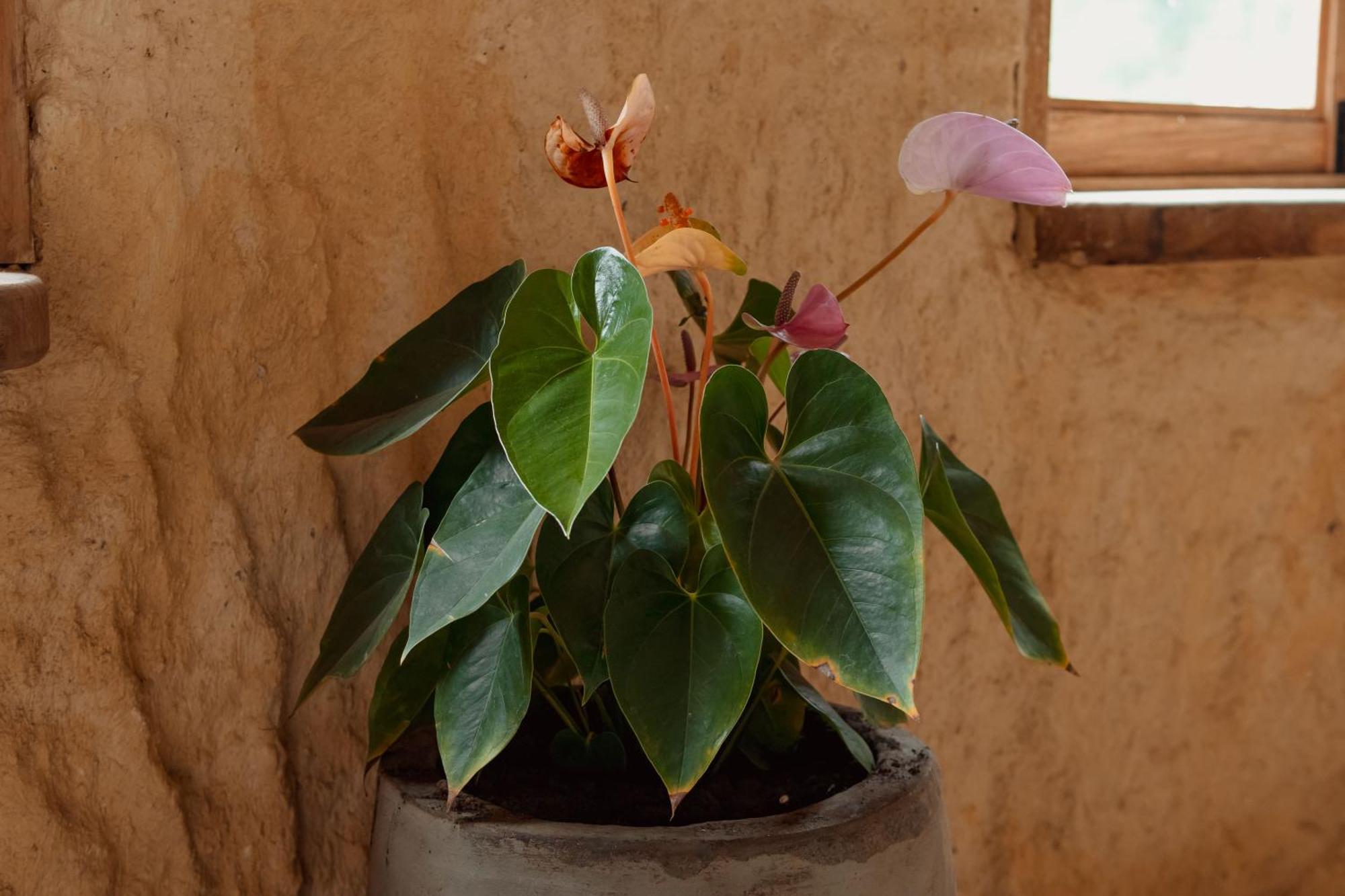 Hotel Pachamama Campestre Dosquebradas ภายนอก รูปภาพ