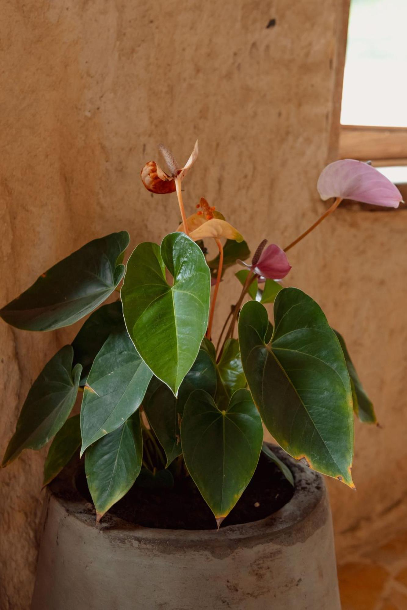 Hotel Pachamama Campestre Dosquebradas ภายนอก รูปภาพ